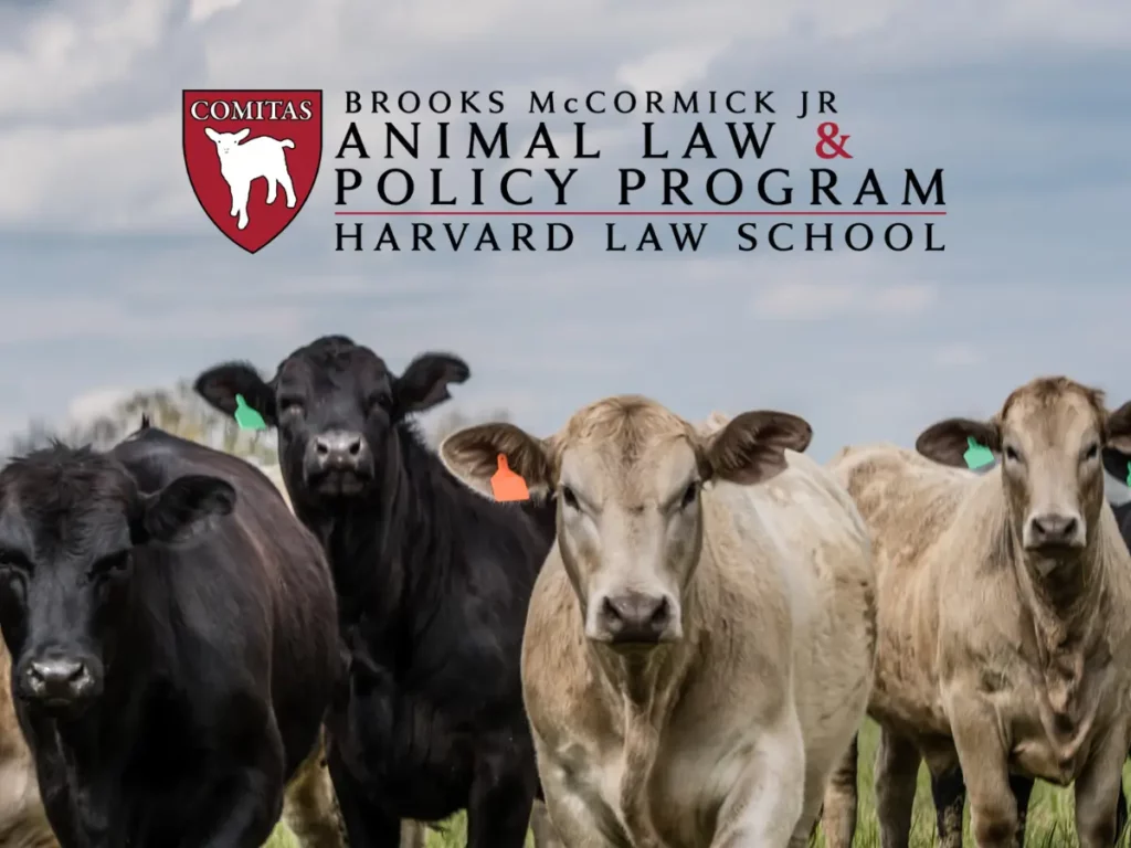 Harvard University School of Law hires Rootless Agency